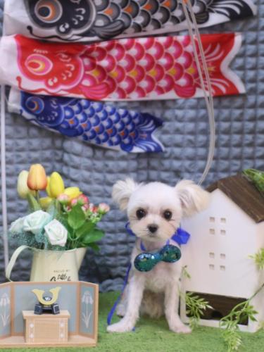 20230517ミコトちゃん